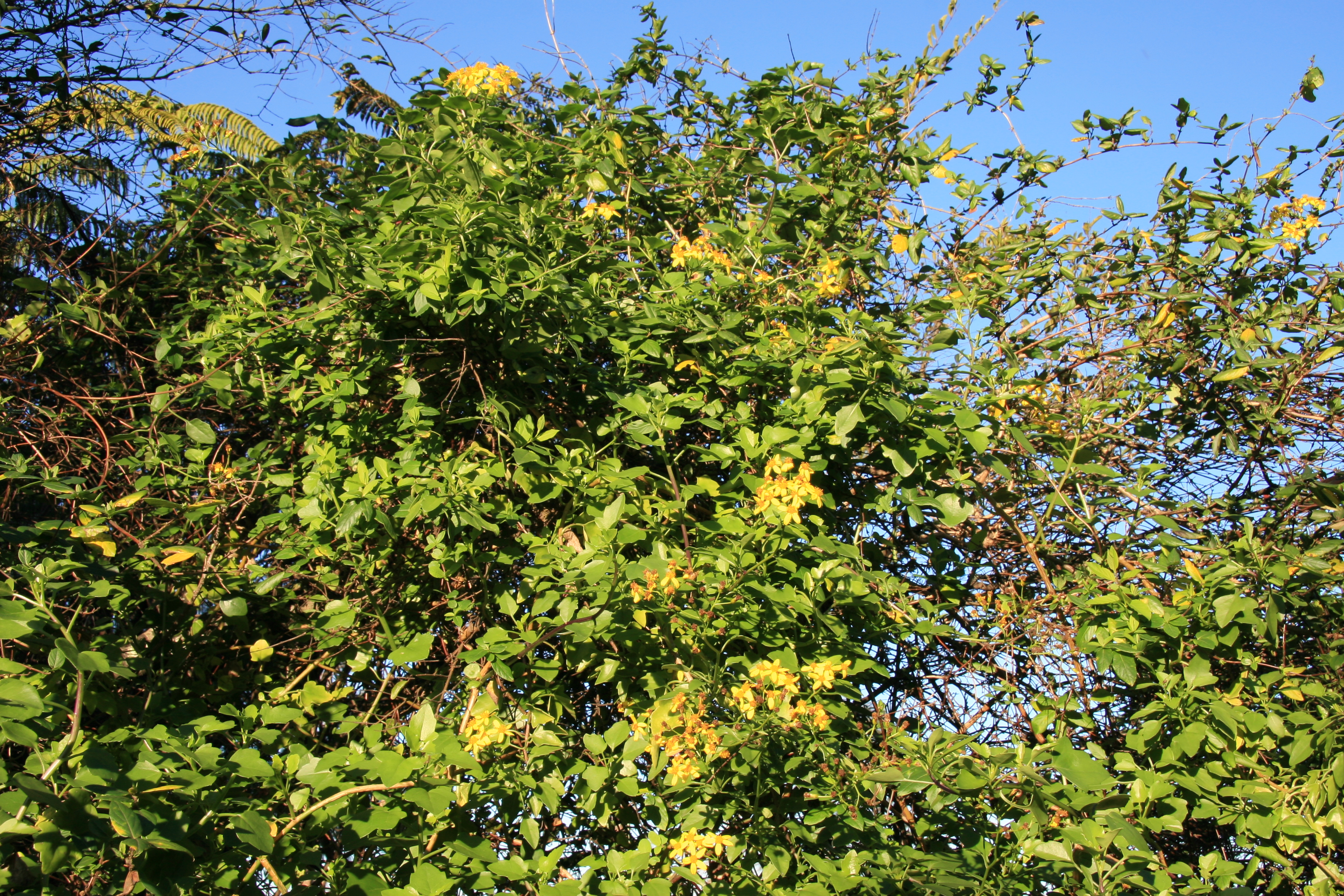 Cape Ivy weed